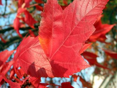 Reds 4