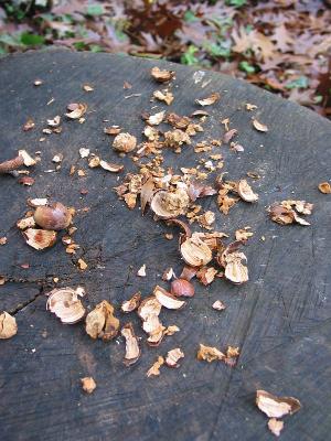 Squirrel Food