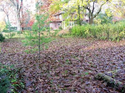 Too Many Leaves and Not Enough Rakers