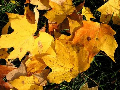Yellows 2