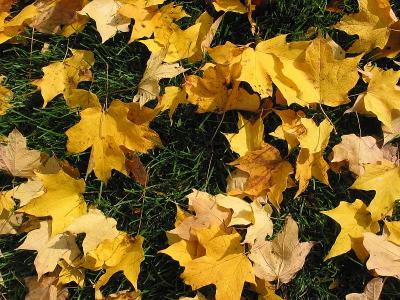 Yellows