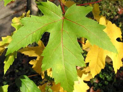 Green, Yellow and Red