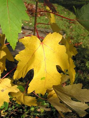 Yellow and Green