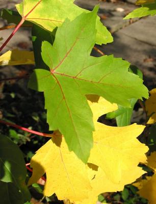 Yellow and Green 2