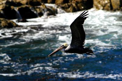 Brown Pelican