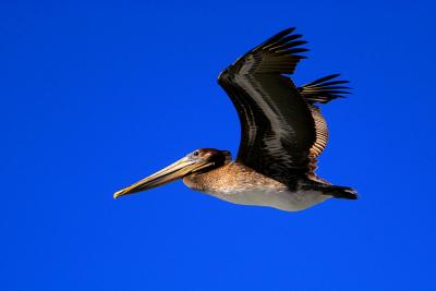 Brown Pelican-2