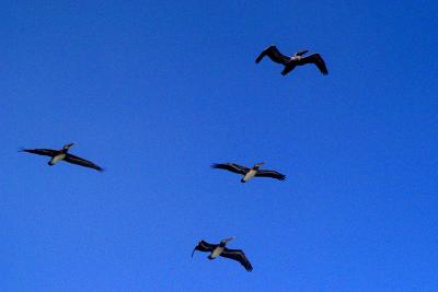 Flight of Four