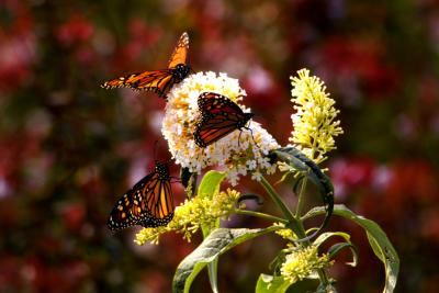 Monarch Butterflies