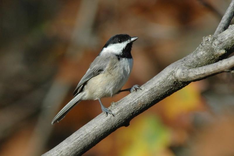 Chickadee