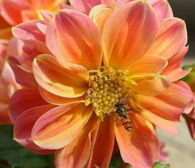 Hover Fly and Dahlia.