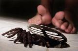 Phobia