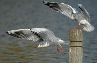 BIRDS IN FLIGHT