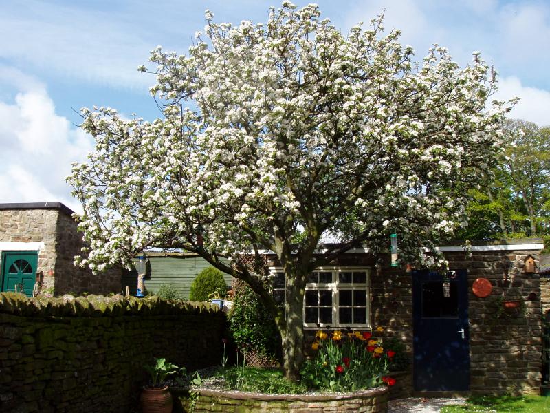 Apple blossom time