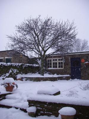 Snow apples