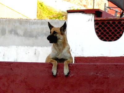 guanajuato :: roof dogs!