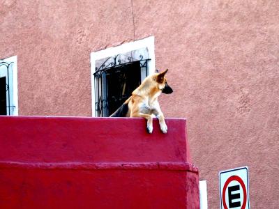 guanajuato :: roof dogs!