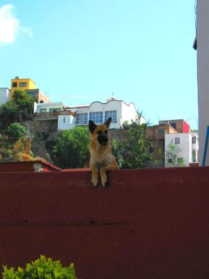 guanajuato :: roof dogs!
