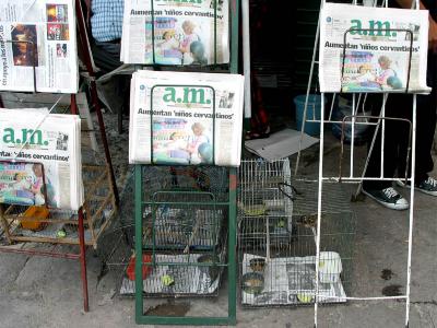 birds and newspapers