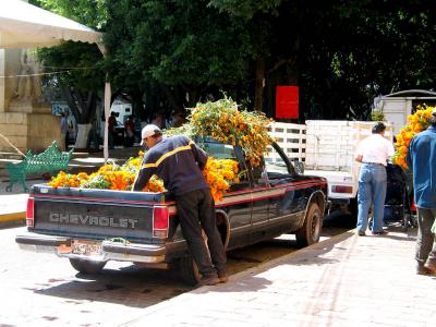 marigolds