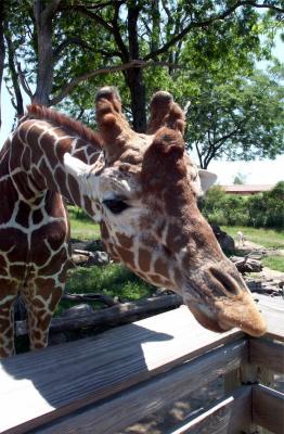 Giraffe-3a.jpg