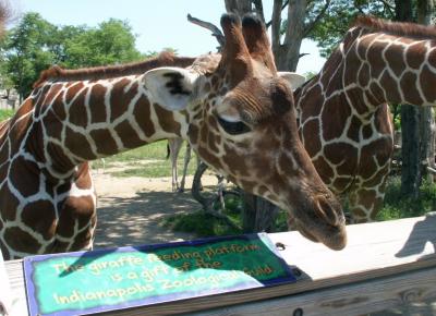 Giraffe-4a.jpg