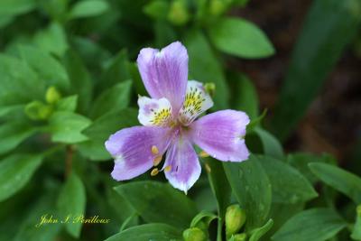 Alstromeria