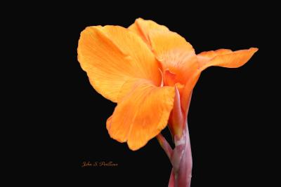 Canna (Tropicanna)