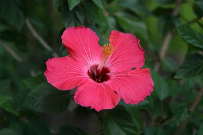 Chinese Hibiscus (Hibiscus Rosa-sinensis )