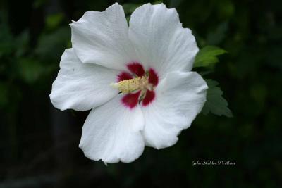 Rose of Sharon (Hibiscus syriacus 'Helene')