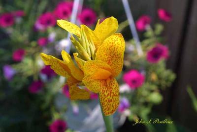 Canna (Speckled Lucifer)
