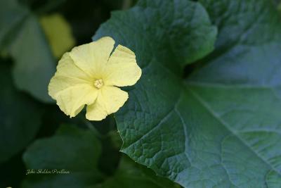 Squash Flower