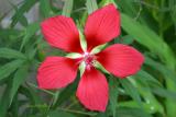 Scarlet Hibiscus - AKA Texas Star (Hibiscus coccineus)