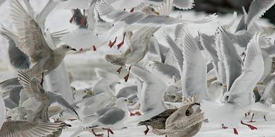 Kumliens Iceland Gulls, various ages