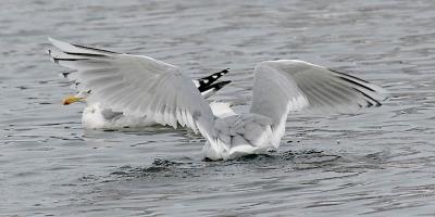 Kumlien's Iceland Gull, basic adult