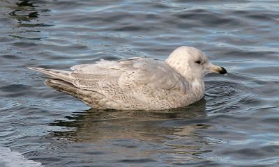 Kumlien's Iceland Gull, 2nd cycle