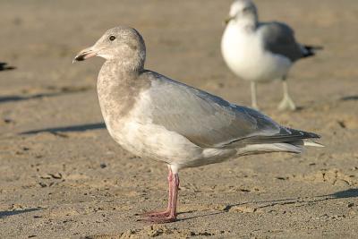Glaucous-winged Gull, 3rd cycle