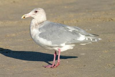Glaucous-winged Gull, possible 4th cycle