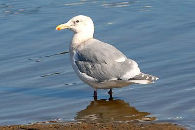 Glaucous-winged Gull, basic adult