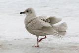 1st cycle g. kumlieni or g. glaucoides Iceland Gull? 