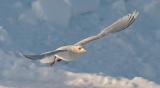 Kumliens Iceland Gull, basic adult