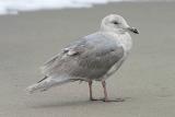 Glaucous-winged Gull, 2nd cycle