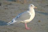 Glaucous-winged Gull, basic adult