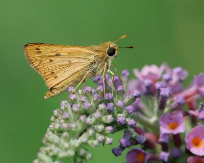 Sachem Skipper