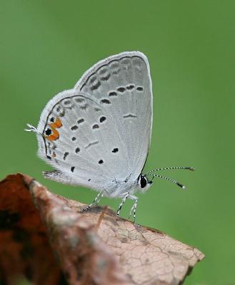 Eastern Tailed Blue (2004)