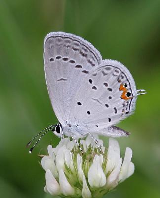 Eastern Tailed Blue on Clover