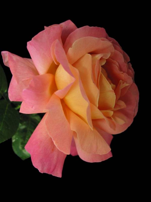 Peace Rose