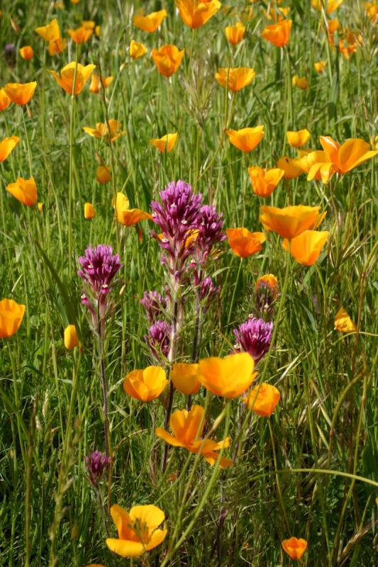 Poppy Fields Album