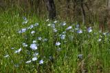 Meadow of Blue