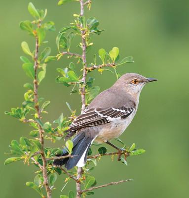 Mockingbird-Morning-II