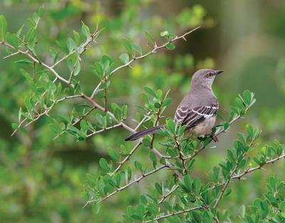 Mockingbird-Morning-III